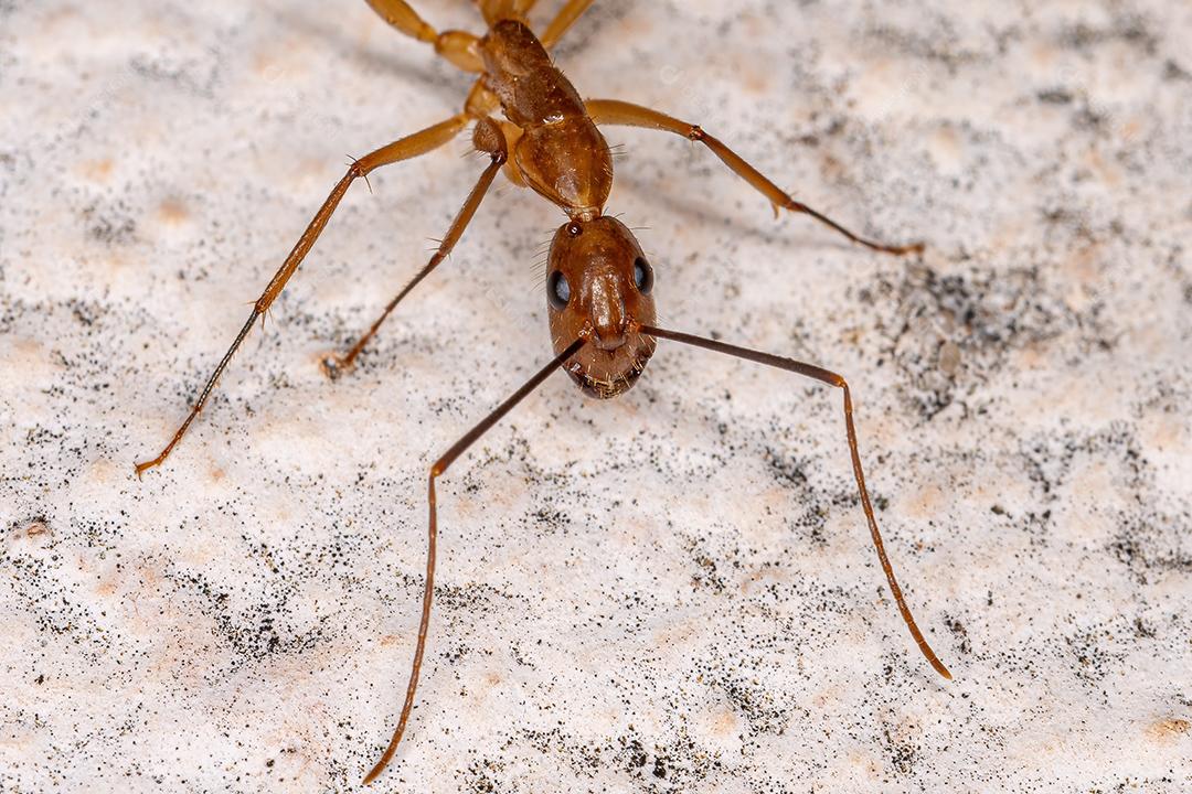 Formiga de carpinteiro fêmea adulta do gênero Camponotus