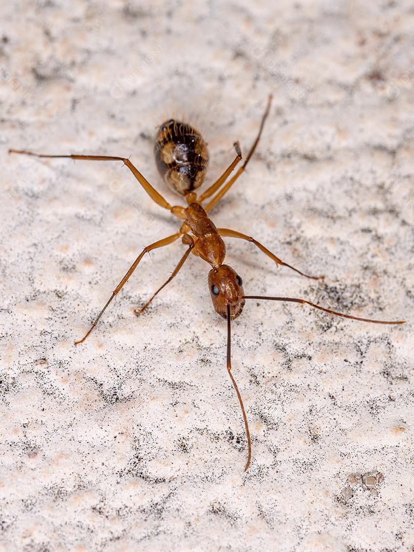 Formiga de carpinteiro fêmea adulta do gênero Camponotus