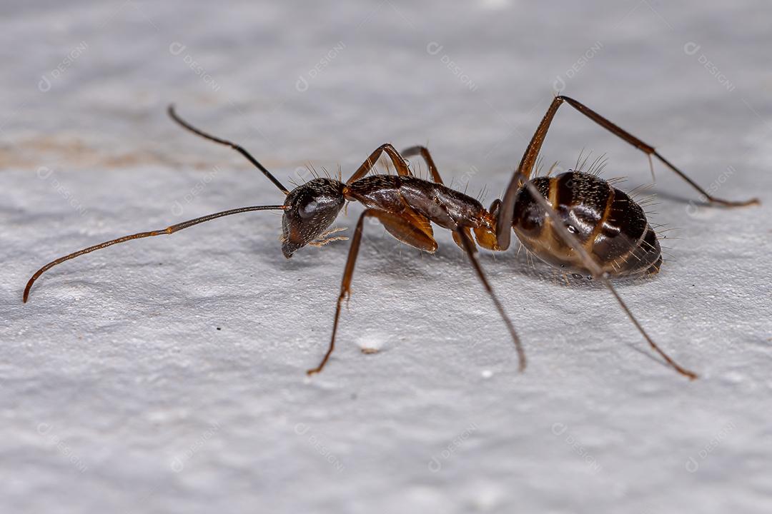 Formiga de carpinteiro fêmea adulta do gênero Camponotus