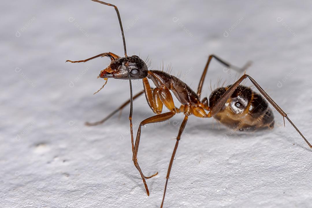 Formiga de carpinteiro fêmea adulta do gênero Camponotus