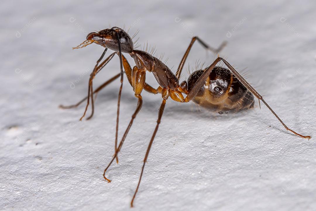 Formiga de carpinteiro fêmea adulta do gênero Camponotus