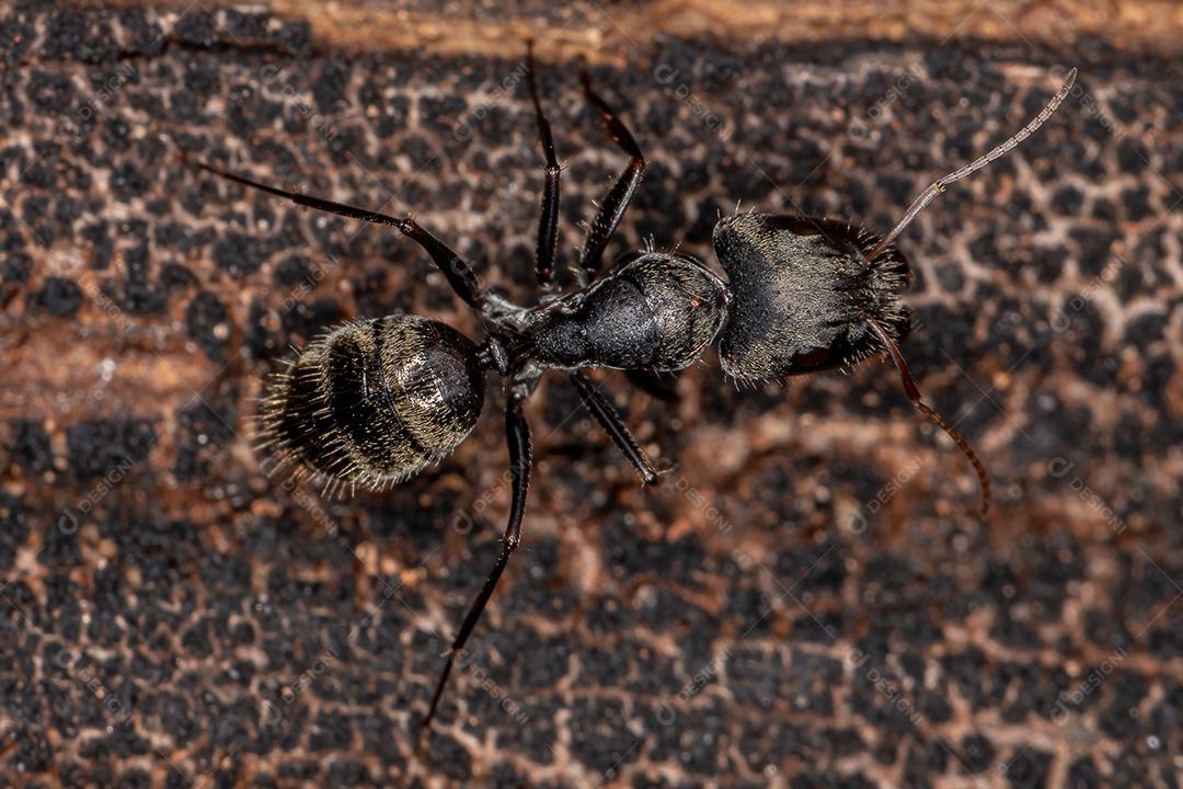 Formiga de carpinteiro fêmea adulta do gênero Camponotus