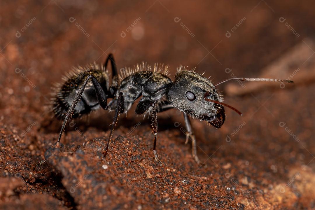 Formiga de carpinteiro fêmea adulta do gênero Camponotus