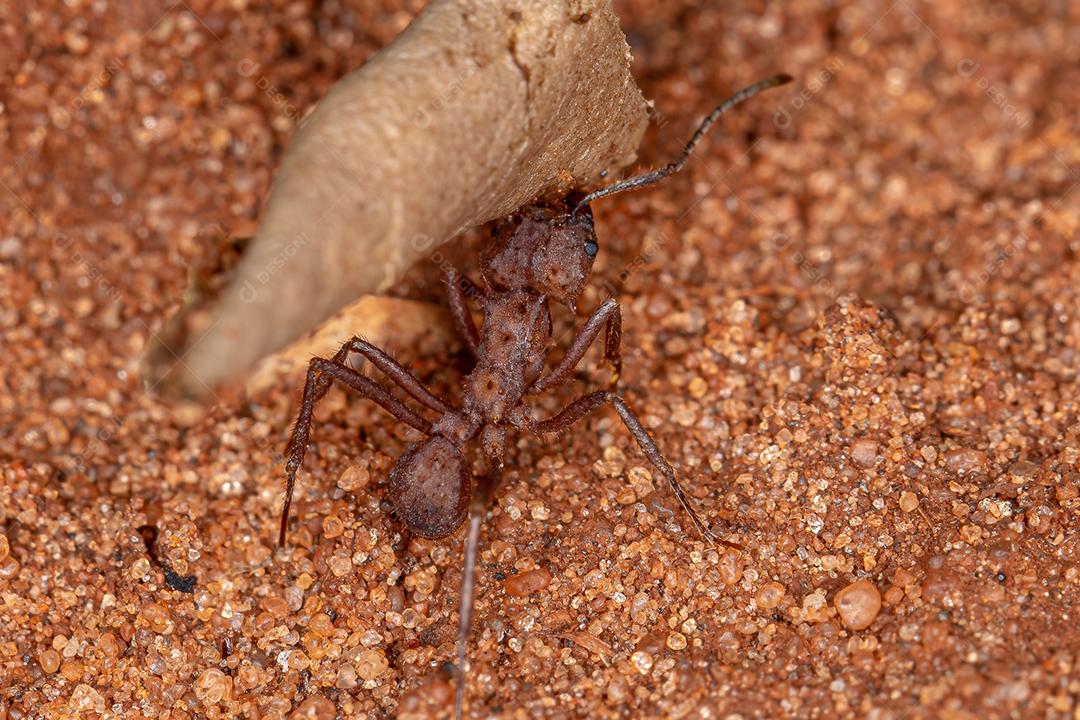 Formiga-cortadeira Acromyrmex adulta do gênero Acromyrmex