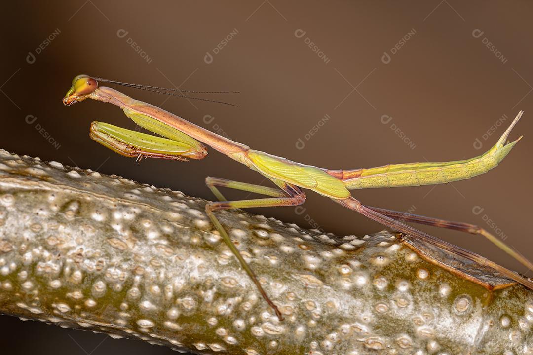 Ninfa Mantid pequena do gênero Oxyopsis