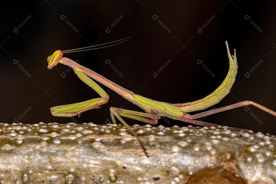 Ninfa Mantid pequena do gênero Oxyopsis