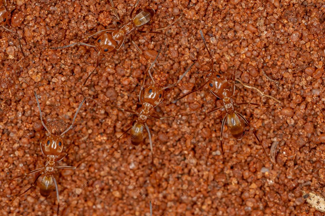 Formigas adultas da pirâmide do gênero Dorymyrmex