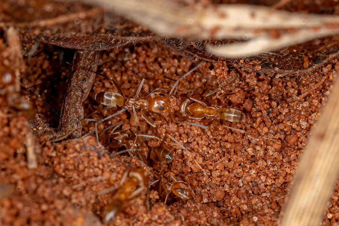 Formigas adultas da pirâmide do gênero Dorymyrmex