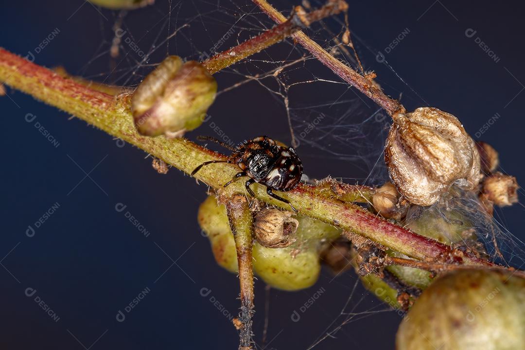 Ninfa do percevejo da família pentatomidae
