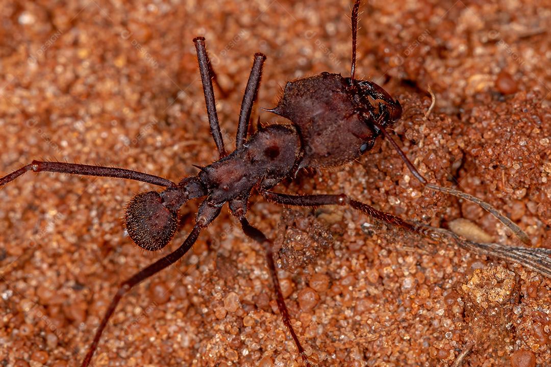 Atta Deilen-torrwr Morgrugyn or Genus Atta