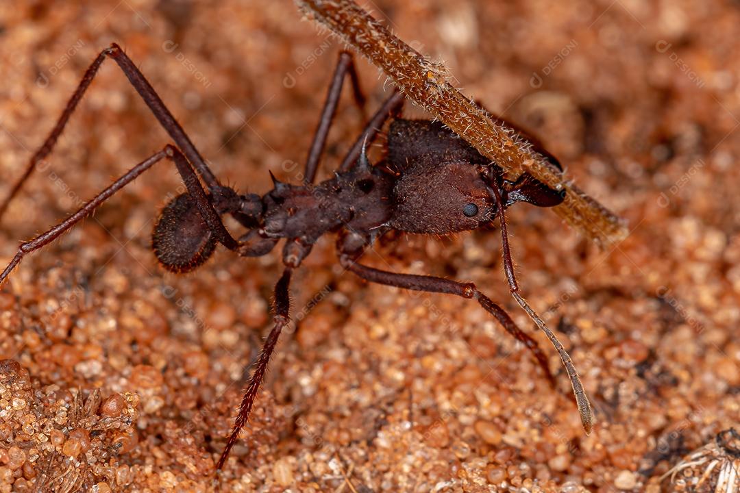 Atta Formiga cortadeira do gênero Atta