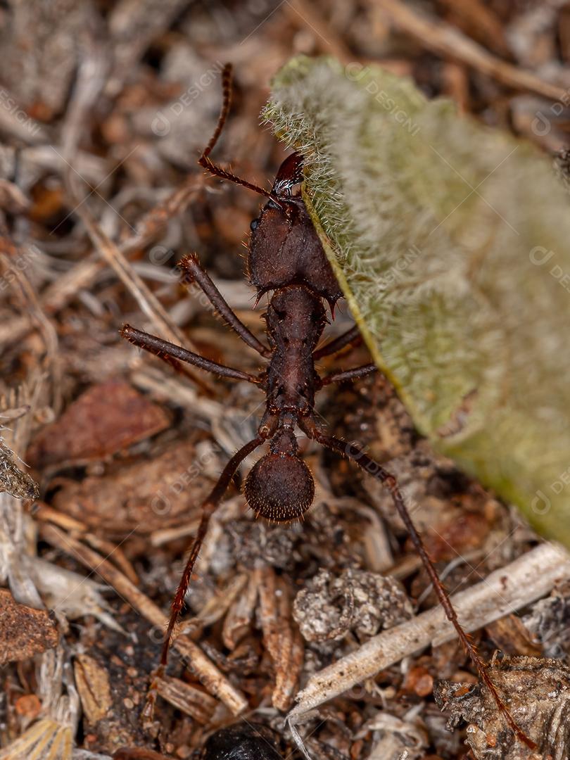 Atta Formiga cortadeira do gênero Atta