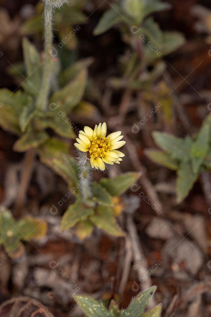 Tridax Daisy Flor da espécie Tridax procumbens