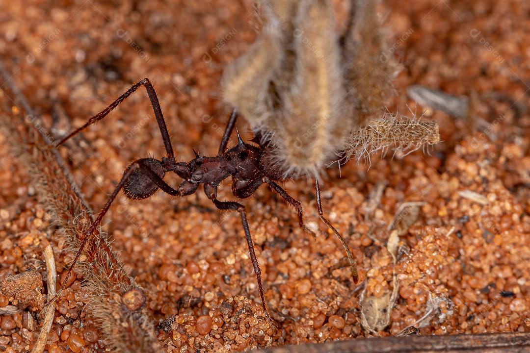 Atta Formiga cortadeira do gênero Atta