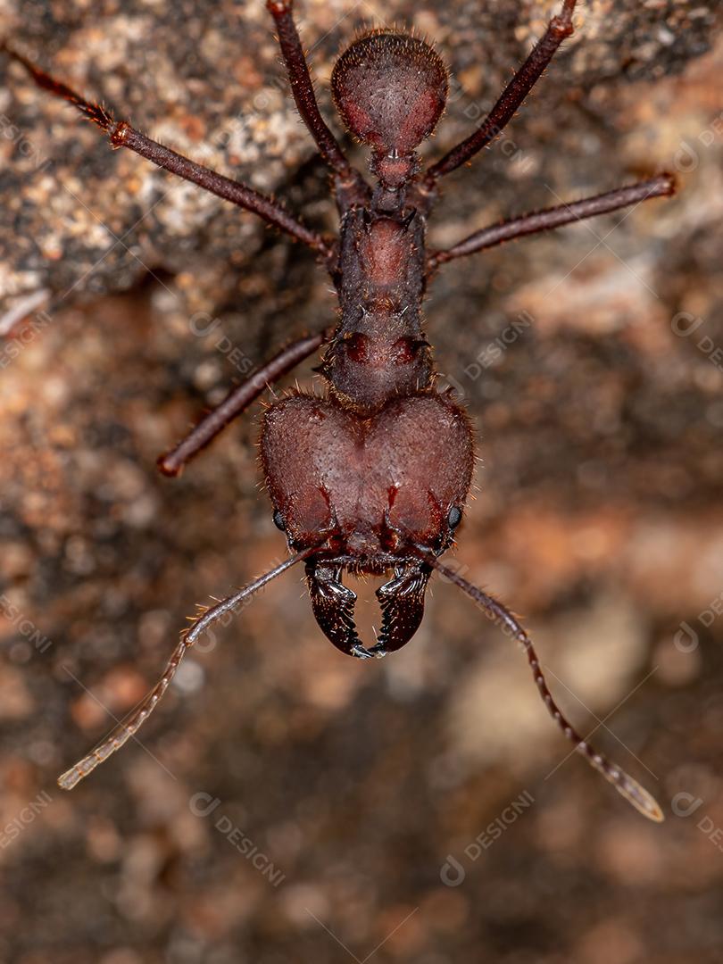 Atta Formiga cortadeira do gênero Atta