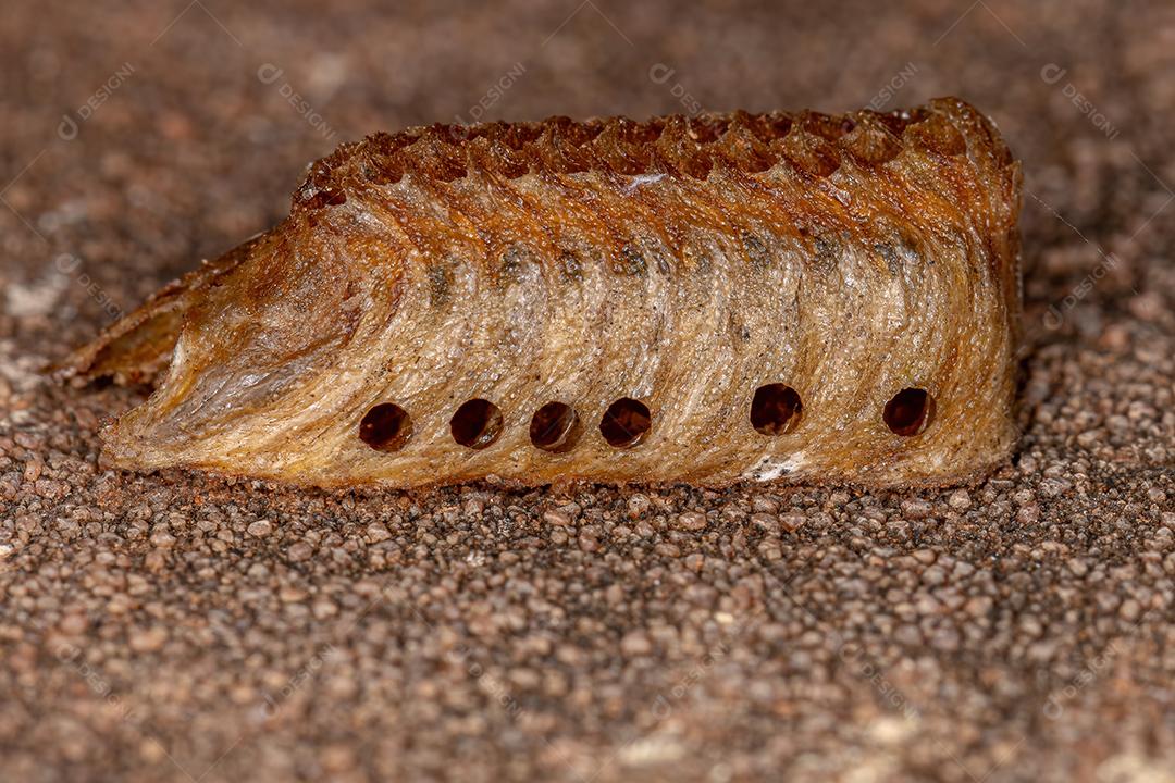 Mantises Egg Case nascido da Ordem Mantodea