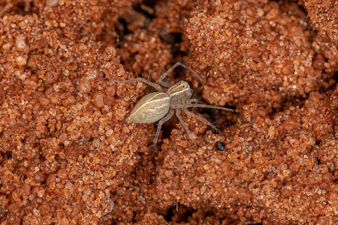 Aranha lince listrada do gênero Oxyopes