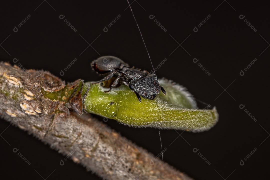 Formiga-tartaruga-preta adulta do gênero Cephalotes