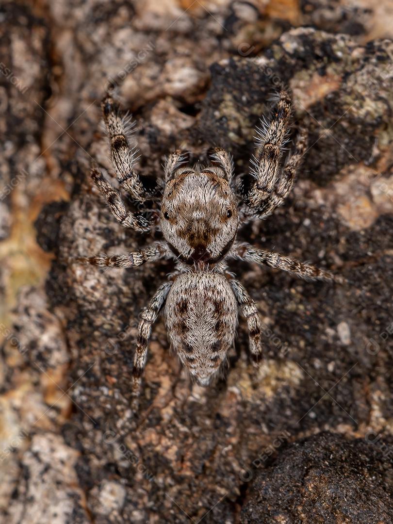 Pequena aranha saltadora da subtribo Dendryphantina