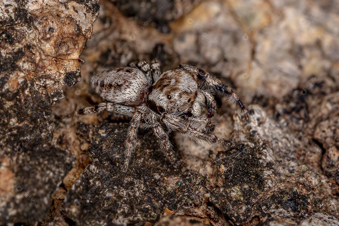 Pequena aranha saltadora da subtribo Dendryphantina