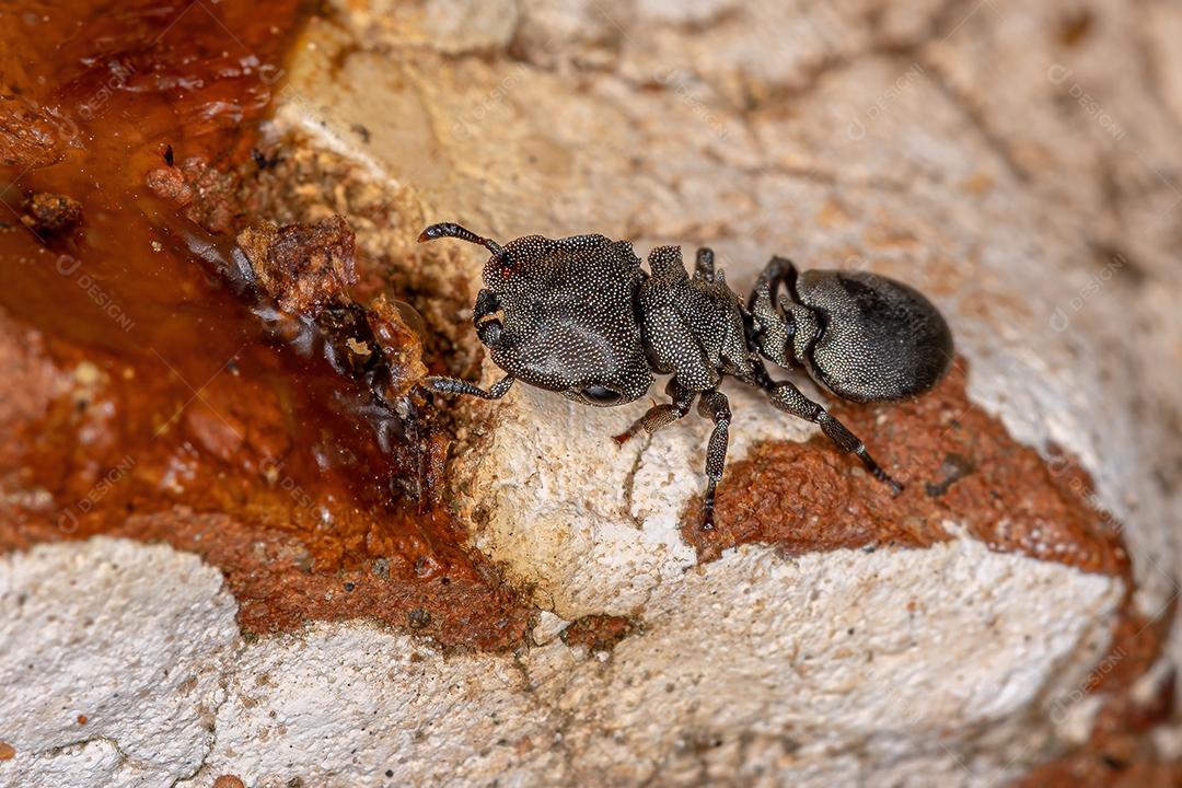 Formiga-tartaruga-preta adulta do gênero Cephalotes