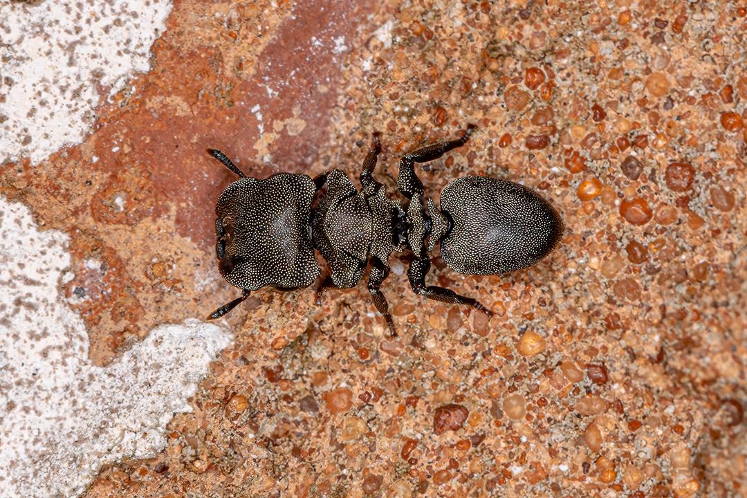 Formiga-tartaruga-preta adulta do gênero Cephalotes