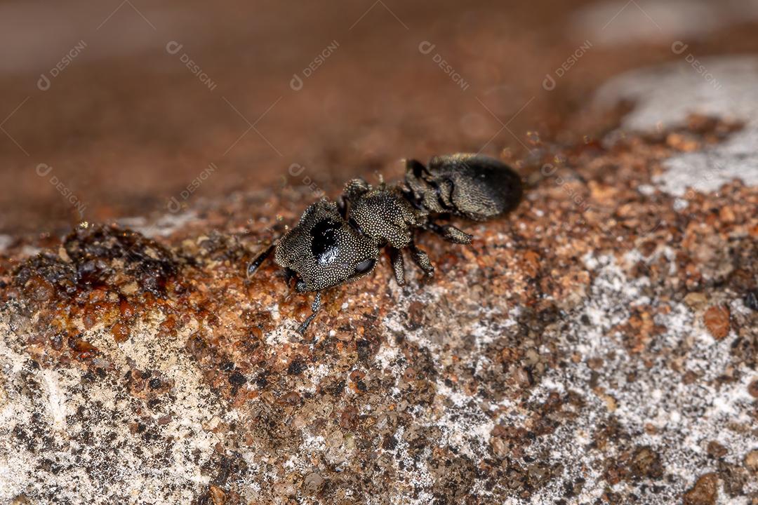 Formiga-tartaruga-preta adulta do gênero Cephalotes