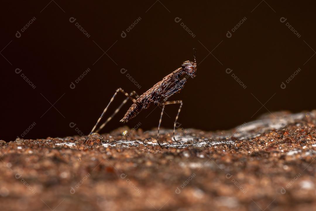 Thespid Mantis Ninfa da Família Thespidae