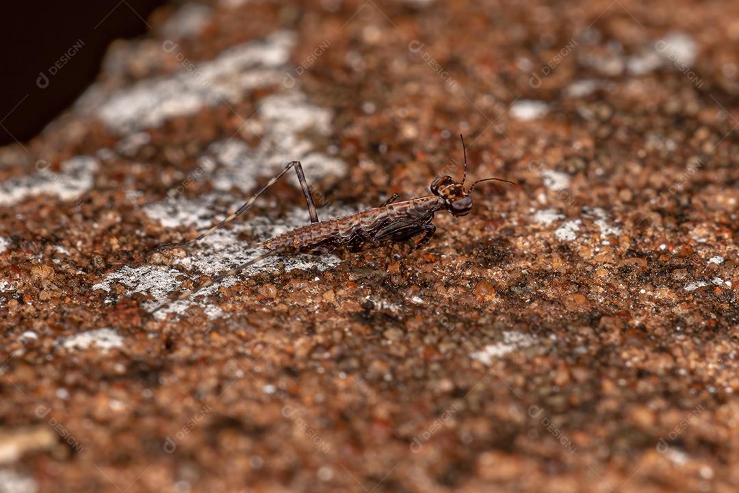 Thespid Mantis Ninfa da Família Thespidae