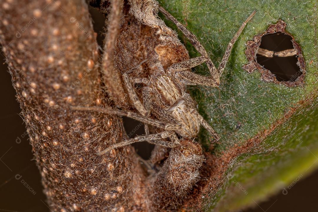 Aranha do Caranguejo Correndo da Família Philodromidae