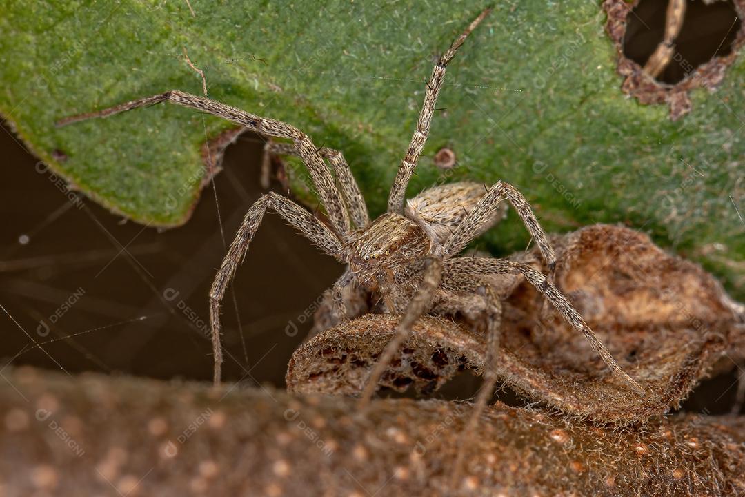 Aranha do Caranguejo Correndo da Família Philodromidae