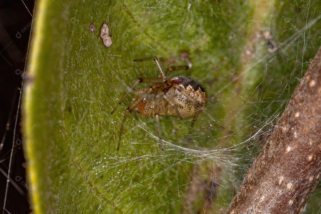 Pequena aranha teia de aranha da família Theridiidae