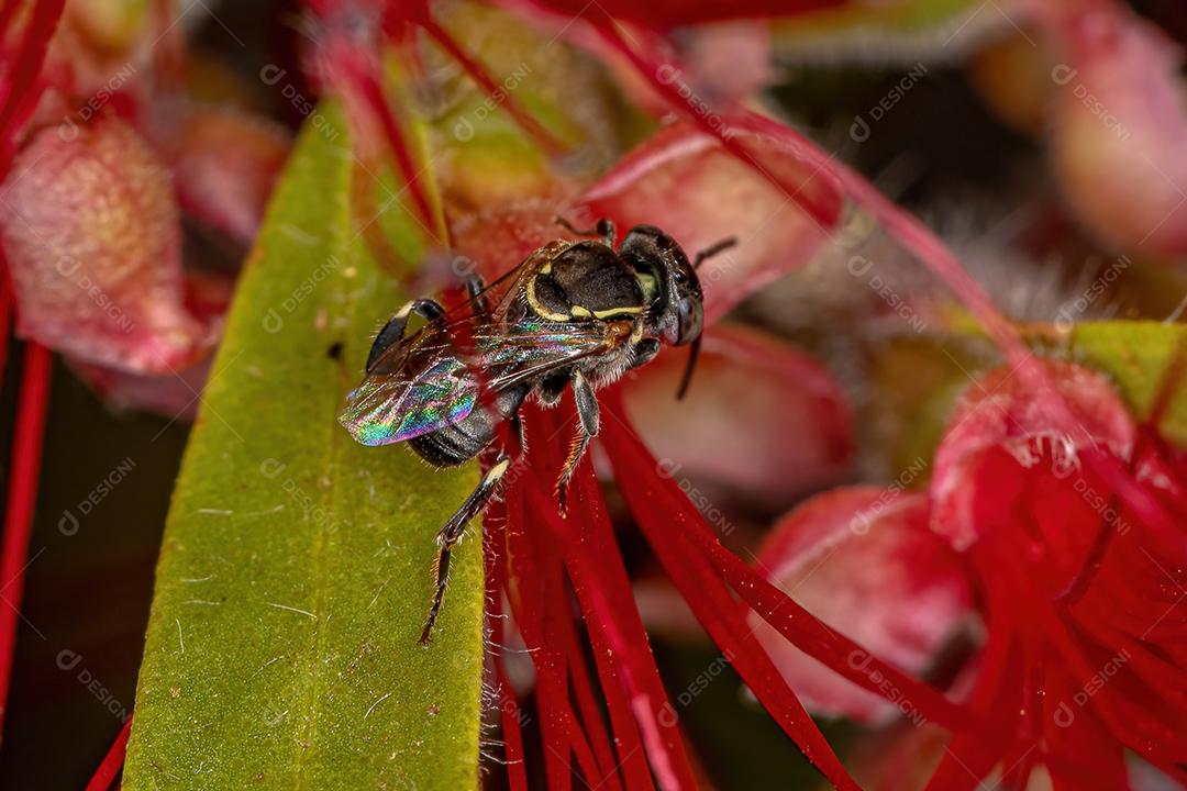 Abelha sem ferrão adulta do gênero Paratrigona em flor vermelha de pincel de garrafa