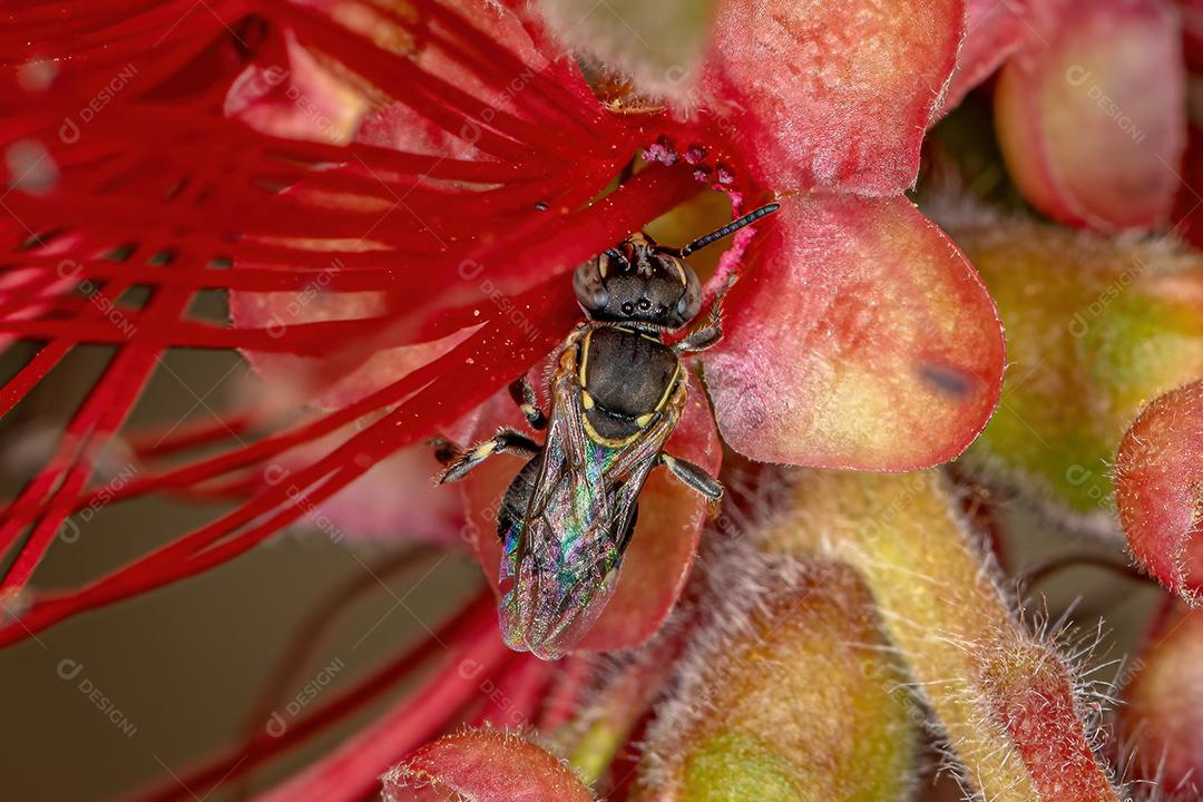 Abelha sem ferrão adulta do gênero Paratrigona em flor vermelha de pincel de garrafa