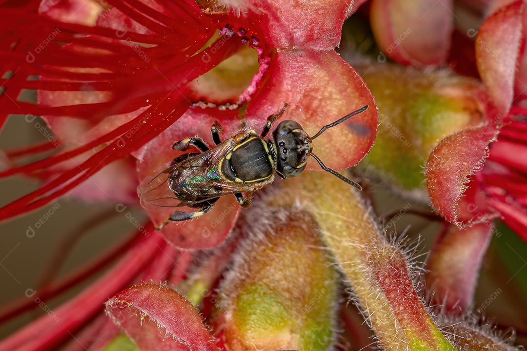 Abelha sem ferrão adulta do gênero Paratrigona em flor vermelha de pincel de garrafa