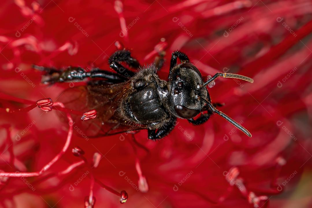 Abelha sem ferrão adulta do gênero Paratrigona em flor vermelha de pincel de garrafa