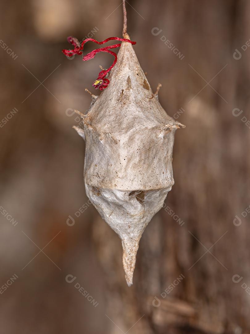 Caixa de ovo de aranha Longspinneret da família Hersiliidae