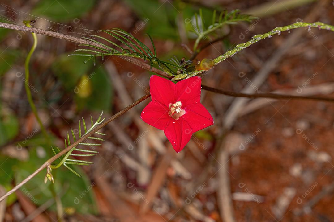 Cipreste Vinha Flor da espécie Ipomoea quamoclit
