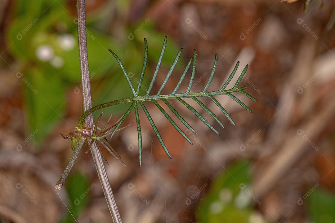 Folha de cipreste da espécie Ipomoea quamoclit