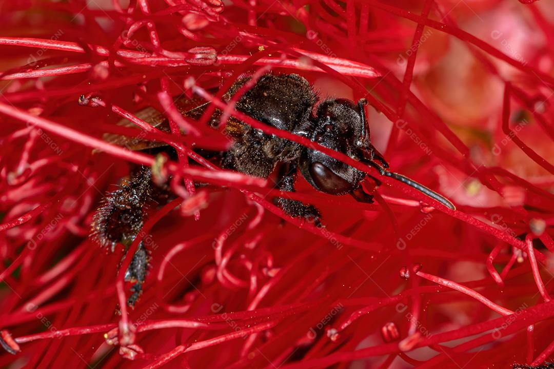 Abelha sem ferrão adulta do gênero Trigona em uma flor vermelha de pincel de garrafa