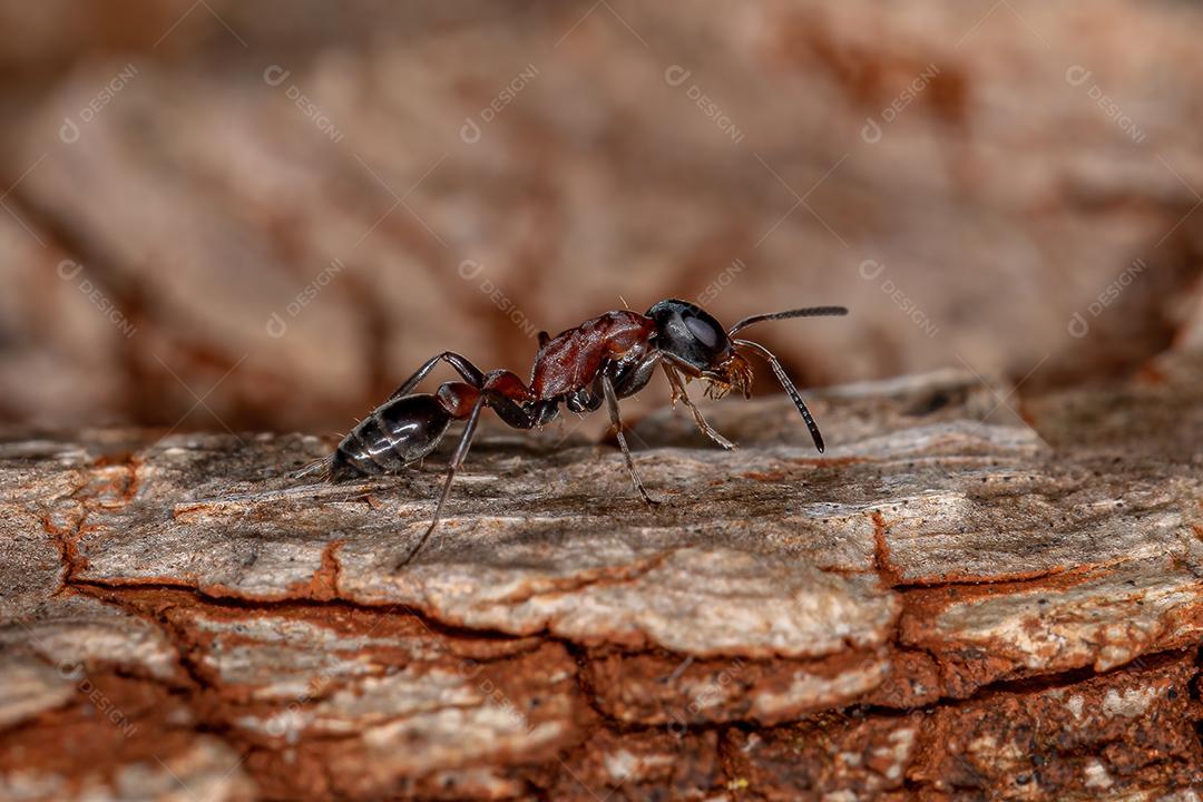 Formiga-galho-vermelha adulta do gênero Pseudomyrmex