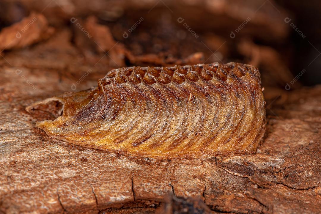 Mantises Egg Case nascido da Ordem Mantodea