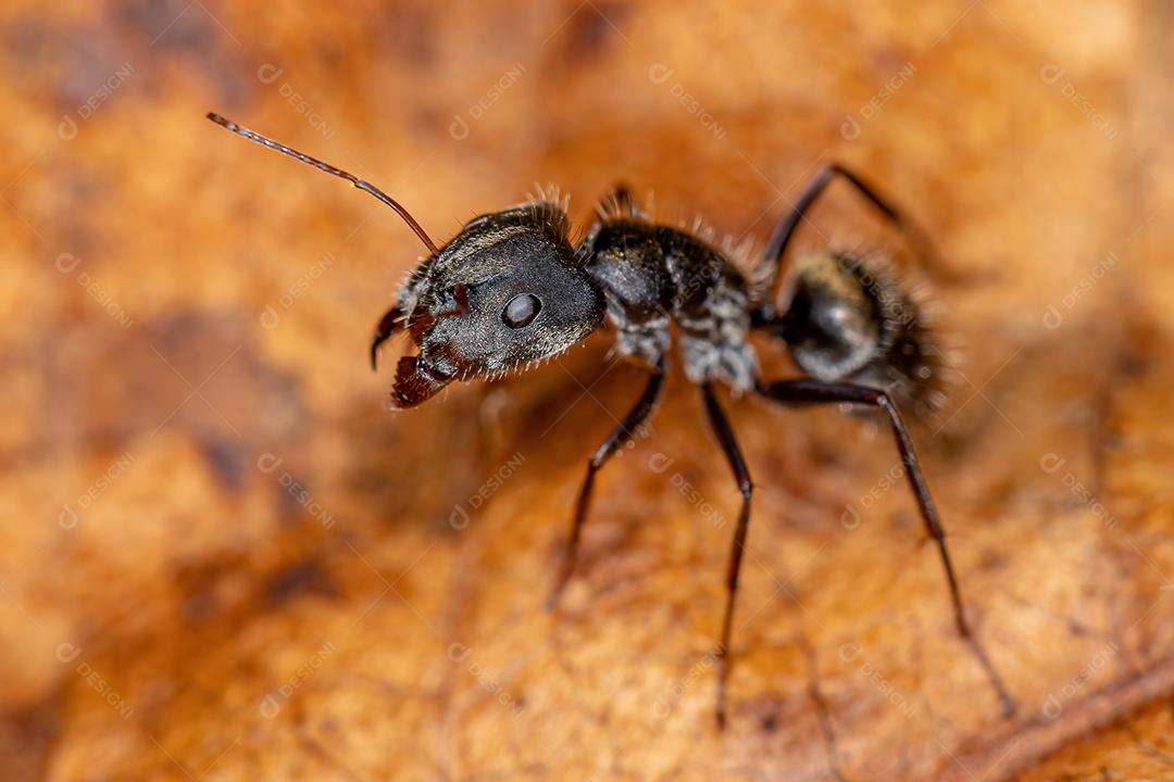 Formiga de carpinteiro fêmea adulta do gênero Camponotus