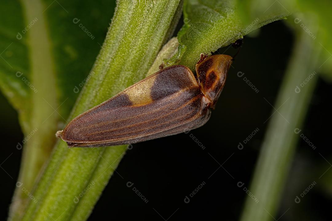 Besouro Vaga-lume adulto da espécie Aspisoma lineatum