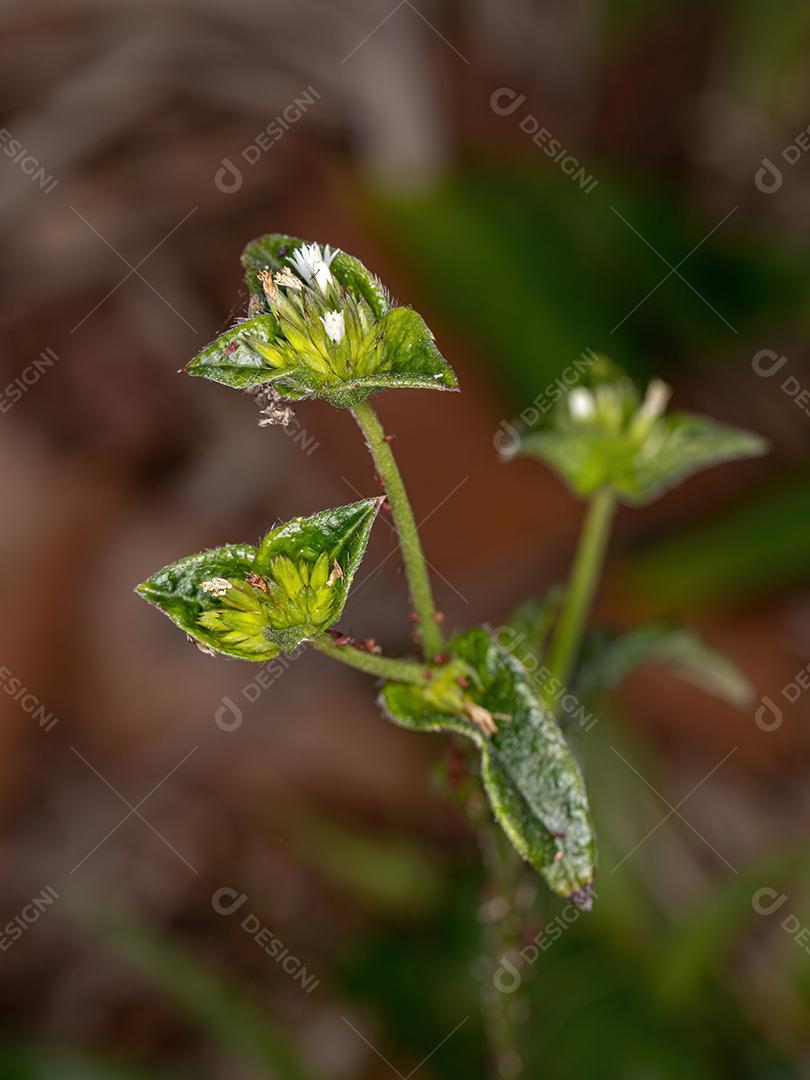 Planta de pé de elefante da espécie Elephantopus mollis