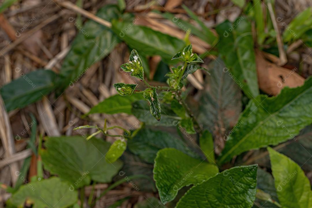 Planta de pé de elefante da espécie Elephantopus mollis