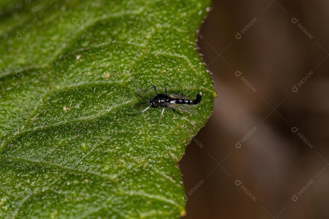 Midge não mordedor adulto da família Chironomidae