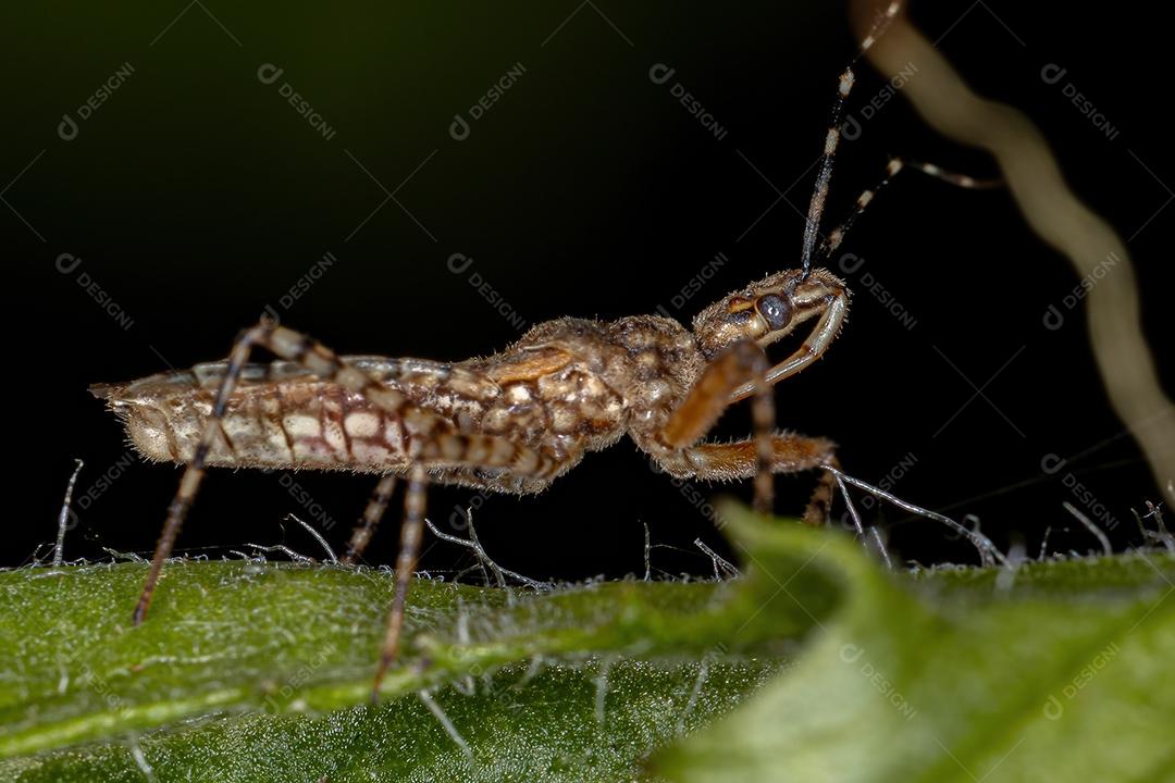 Inseto Assassino Adulto do Gênero Cosmoclopius