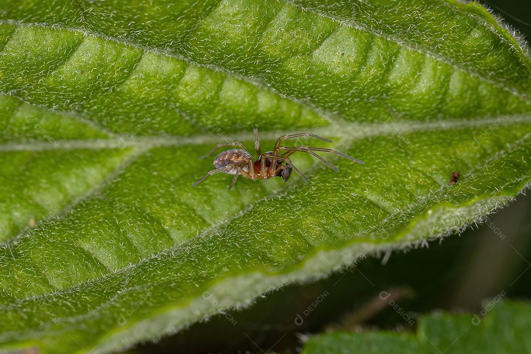 Aranha pequena tecelã macho adulto da família Dictynidae