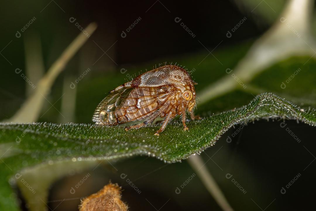 Buffalo Treehopper adulto da tribo Ceresini
